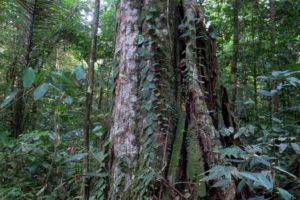 The Greenheart Tree - World Famous Lumber Found in Guyana - Things Guyana