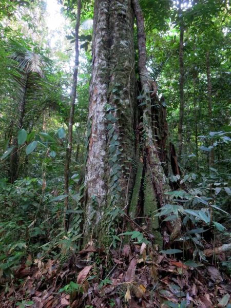 The Greenheart Tree - World Famous Lumber Found in Guyana - Things Guyana