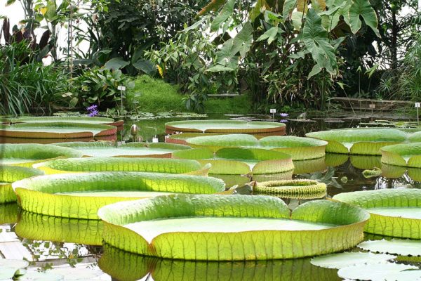 The Giant Water Lily - Guyana's National Flower (Formerly The Victoria