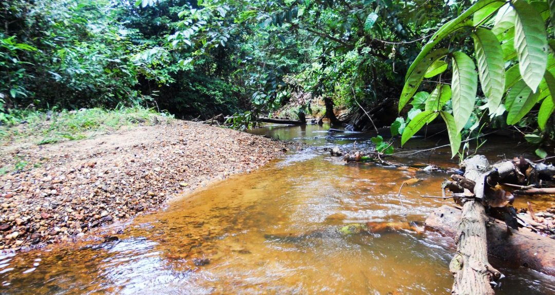 Guyana_Rainforest_Stream_-_panoramio – Things Guyana