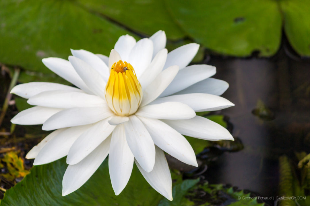 The Giant Water Lily - Guyana's National Flower (Formerly The Victoria