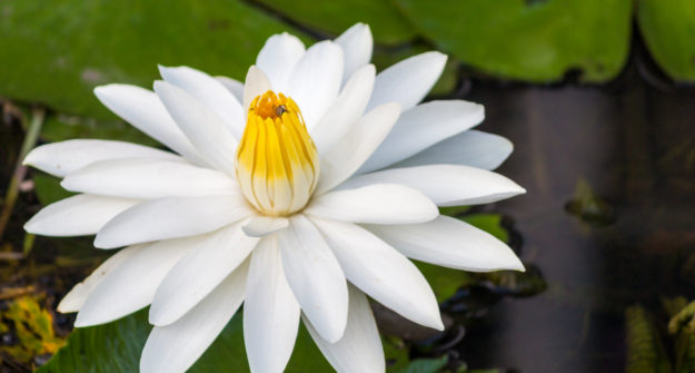 The Giant Water Lily - Guyana's National Flower (Formerly The Victoria