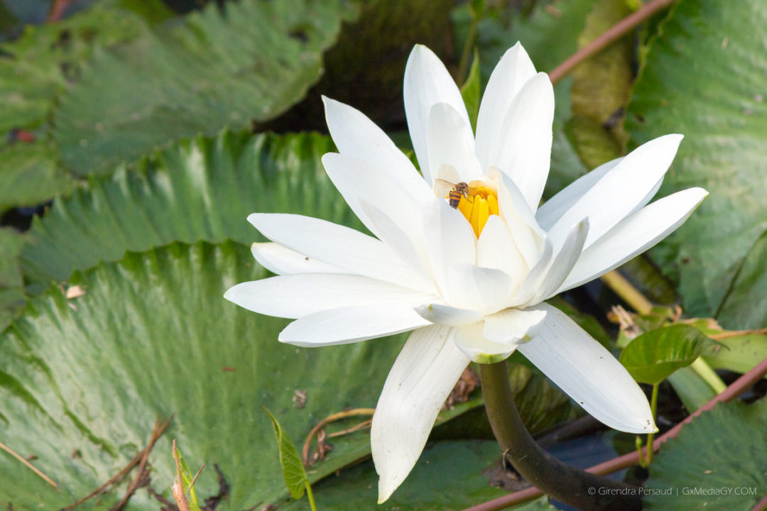 The Giant Water Lily - Guyana's National Flower (Formerly The Victoria ...