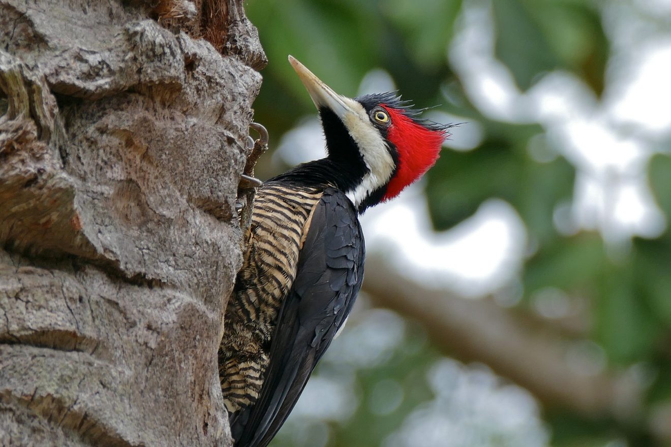 The Crimson-Crested Woodpecker - One of The LARGEST Woodpeckers in ...