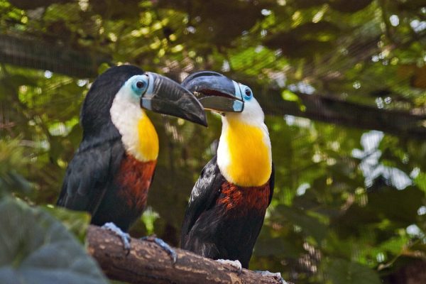 The Channel-Billed Toucan - Do Not Mistake it for the Toco Toucan ...