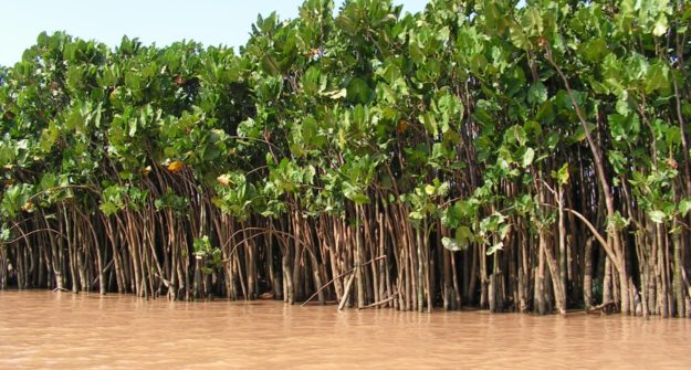 Moco Moco - A Healing Plant of the Guianas - Things Guyana