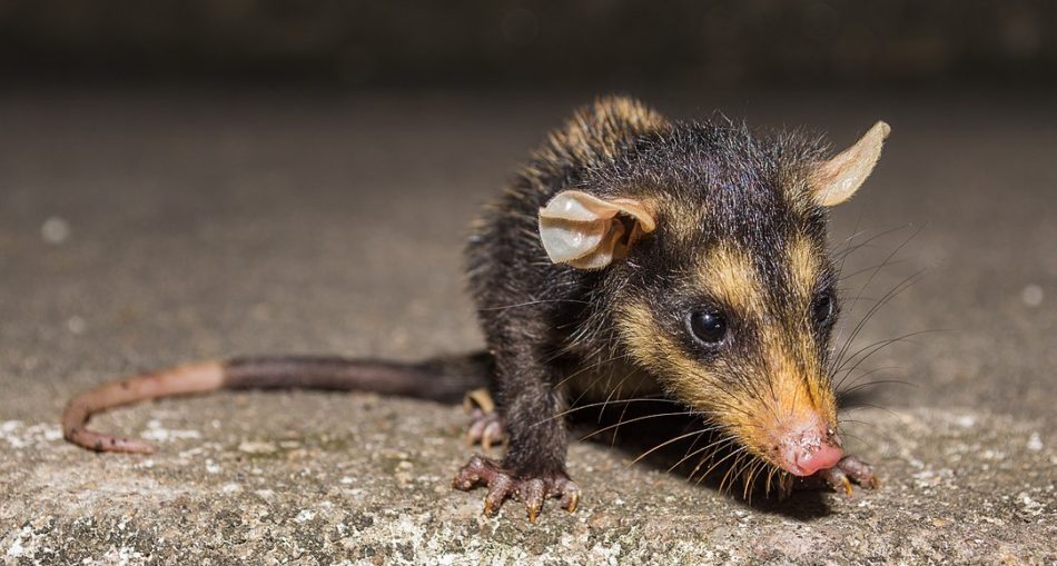 What Do You Know About The Common Opossum Locally Know As The Yawari Things Guyana