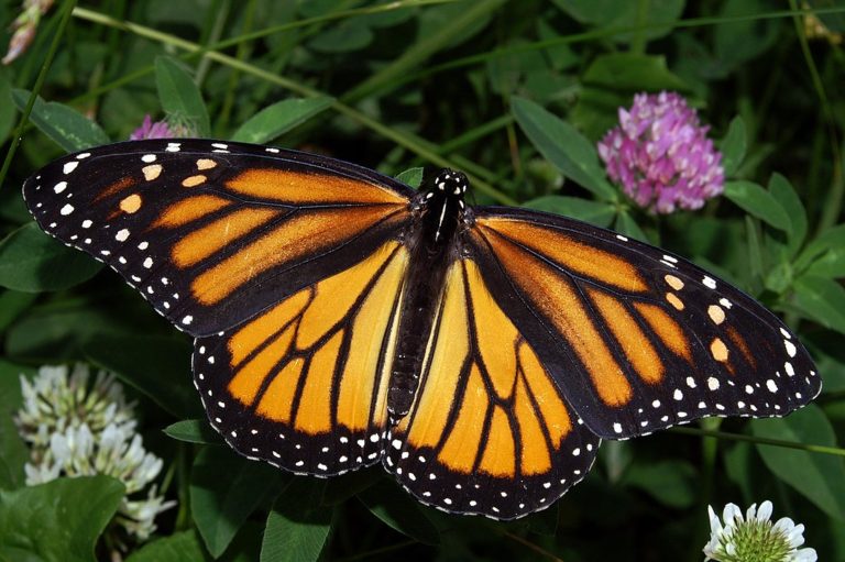 half wing monarch butterfly image