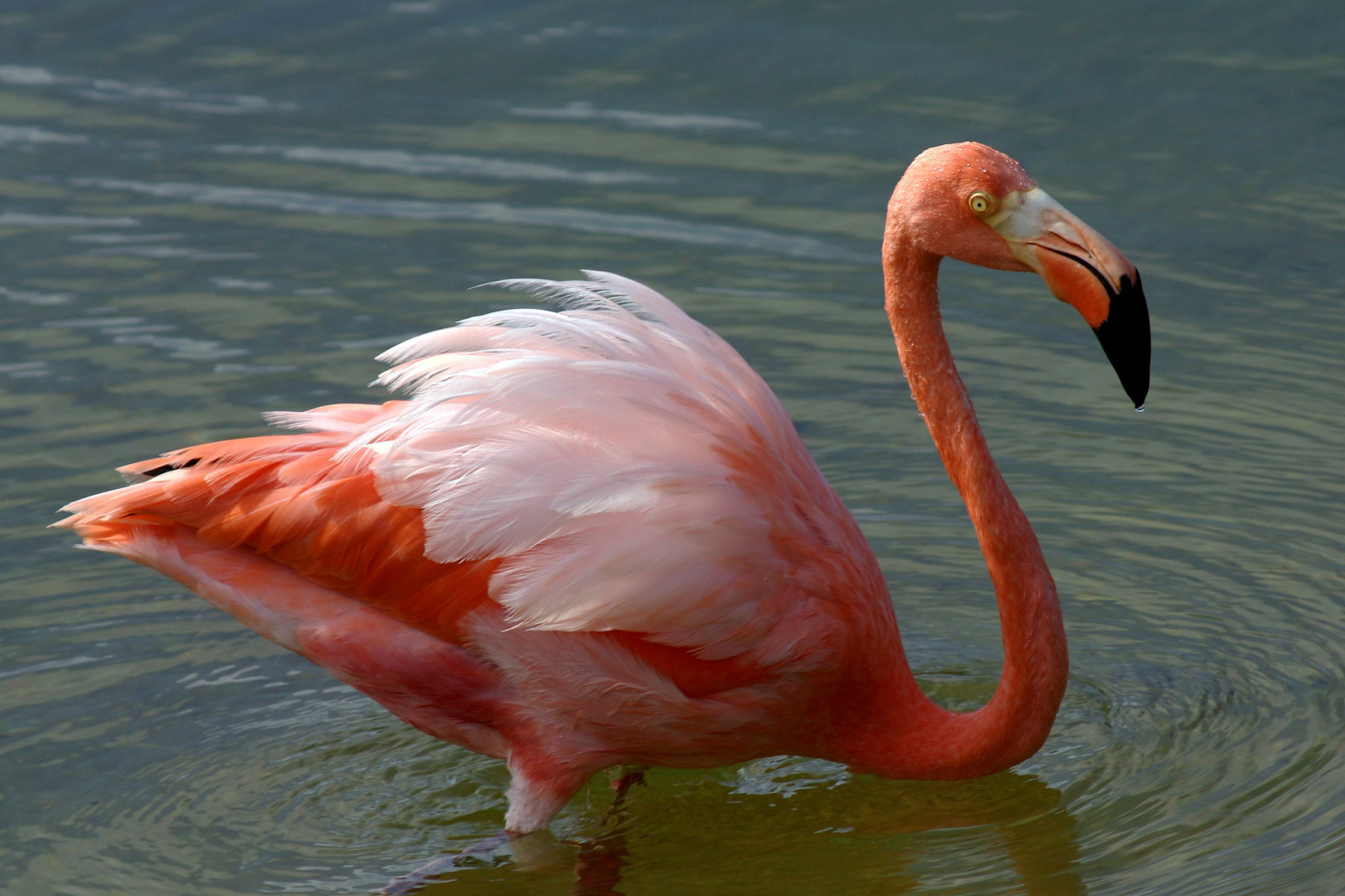 Did You Know The American Flamingo Has A Peculiar Habit Of Balancing On One Leg Things Guyana 1830