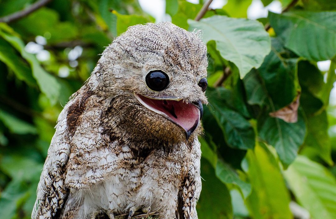 Beware The Haunting Cries of the Great Potoo Bird - Things Guyana