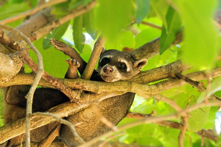 5 Quick Facts About The Crab-eating Raccoon - Things Guyana