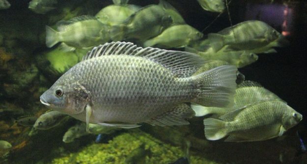 The Mozambique Tilapia Adapts & Thrives in Practically Any Conditions ...