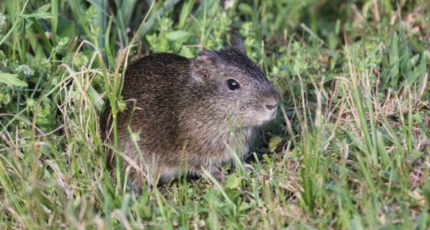 5 Fun Facts About The Brazilian Guinea Pig - The Wild Relative Of ...