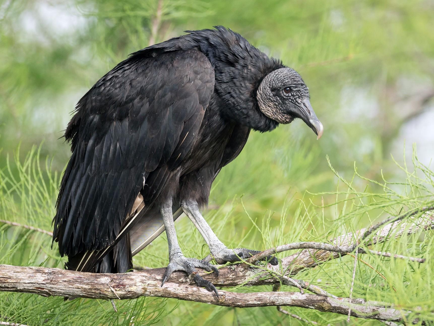 All You Need To Know About The Black Vulture Of Guyana - Things Guyana