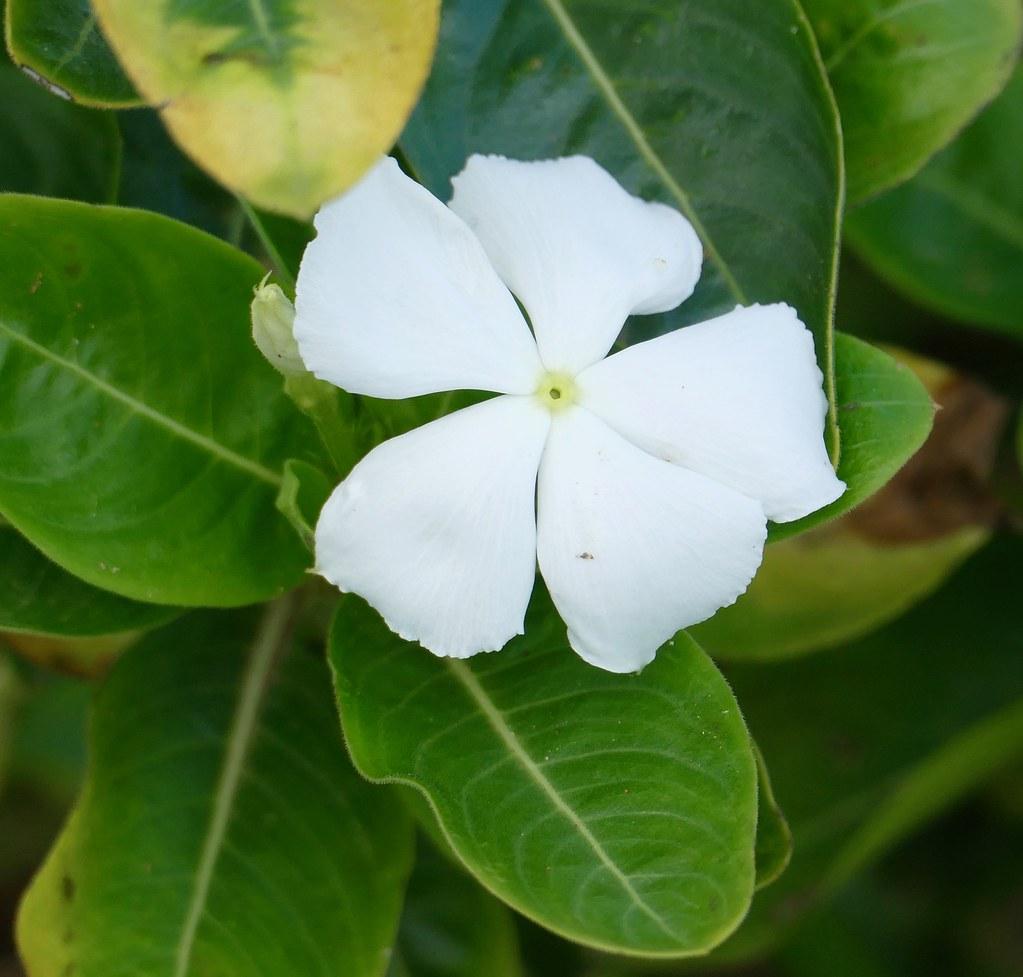 Learn About The Rosy Periwinkle aka ‘Neverdone’ or ‘Sandflower’ And Its ...