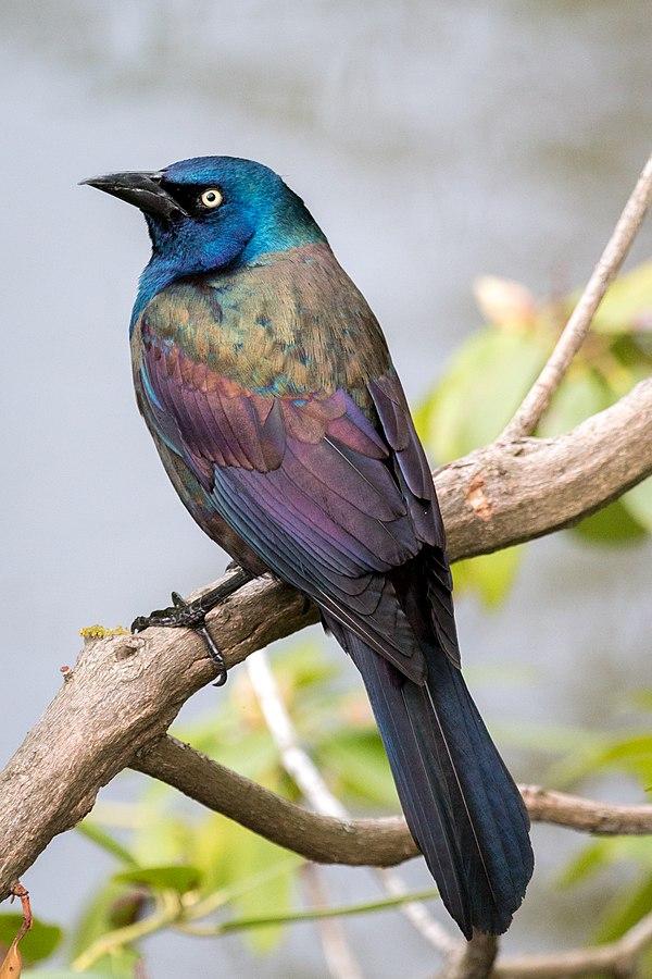 Grackle: Common Blackbird. Do Not Mistake It For A Crow. - Things Guyana