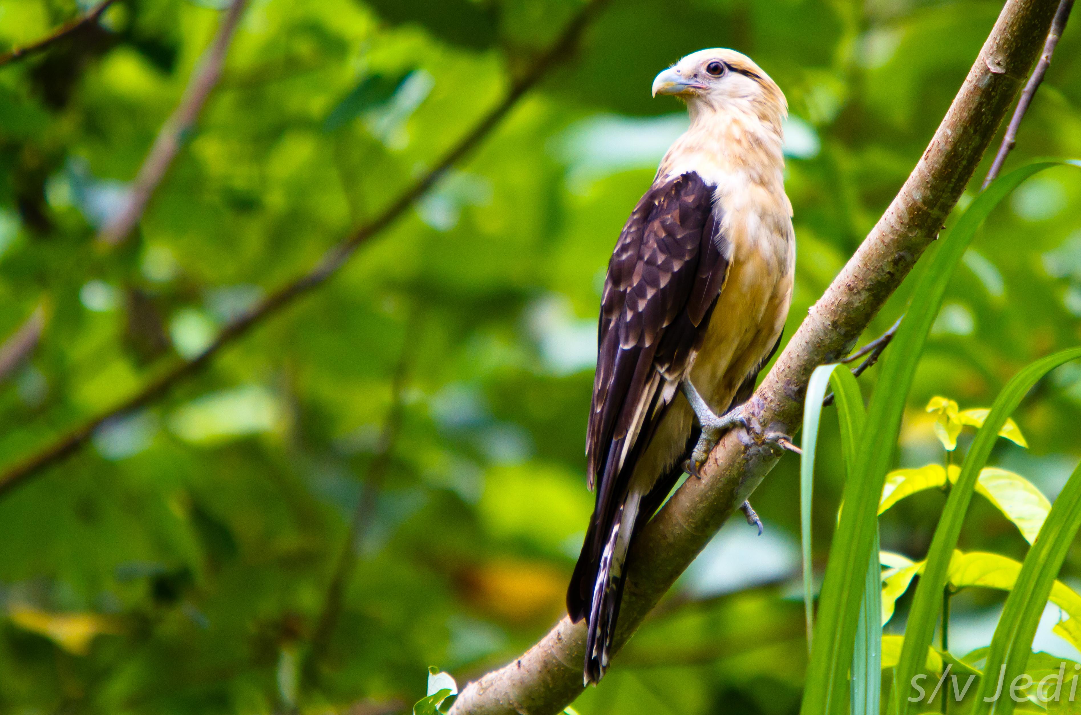 Yellow Headed Caracara: The Falcon's Lazy Relative - Things Guyana