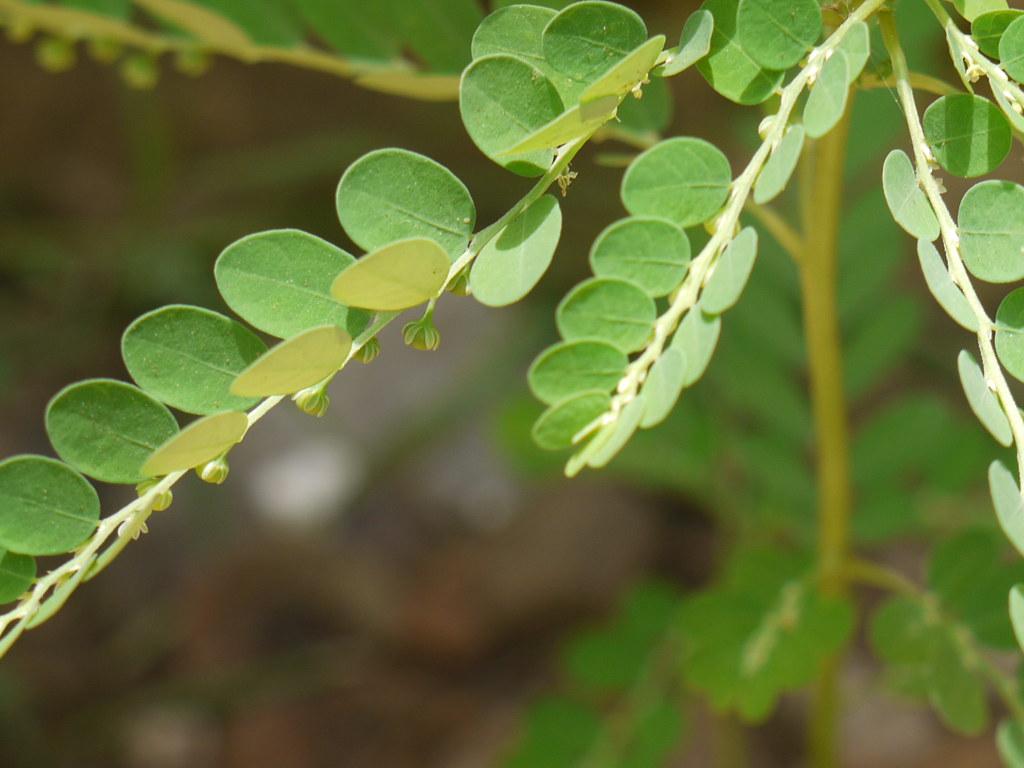 learn-about-this-bush-tea-gale-of-the-wind-things-guyana