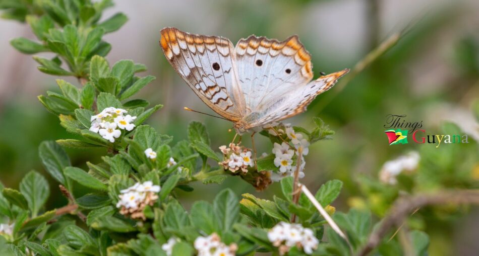 White Peacock Butterfly