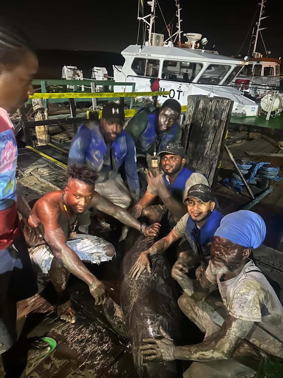 The University of Guyana team and members of the Buxton community releasing the stranded pygmy whale after a successful rescue.