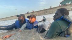 L-R: Elford Liverpool, Mark Ram, and Mr Eric Stoll from the University of Guyana at the Buxton Foreshore assisting in the rescue of a stranded whale