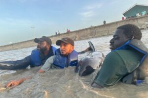 L-R: Elford Liverpool, Mark Ram, and Mr Eric Stoll from the University of Guyana at the Buxton Foreshore assisting in the rescue of a stranded whale