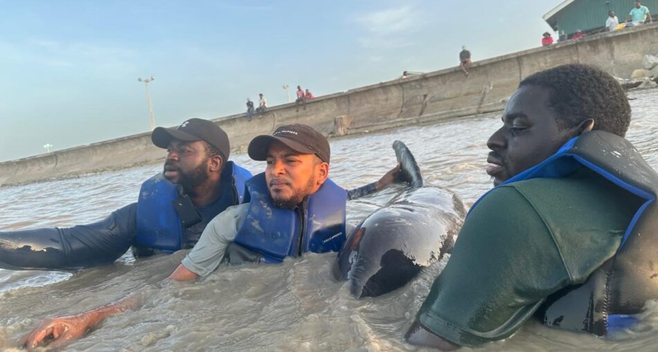 L-R: Elford Liverpool, Mark Ram, and Mr Eric Stoll from the University of Guyana at the Buxton Foreshore assisting in the rescue of a stranded whale