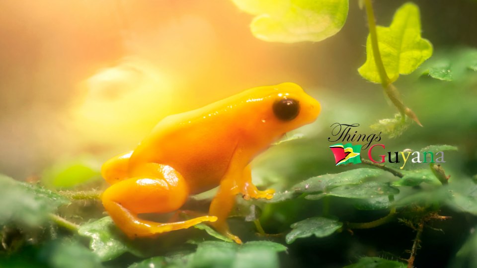 The tiny golden rocket frog (Anomaloglossus beebei).